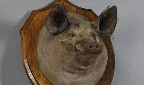 猪头人视频,奇幻冒险之旅,探寻未知世界的奥秘