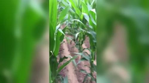 苞米视频,揭秘农业科技新篇章